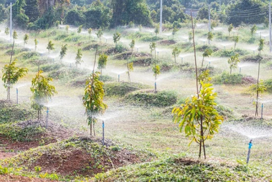 chăm sóc cây sầu riêng con