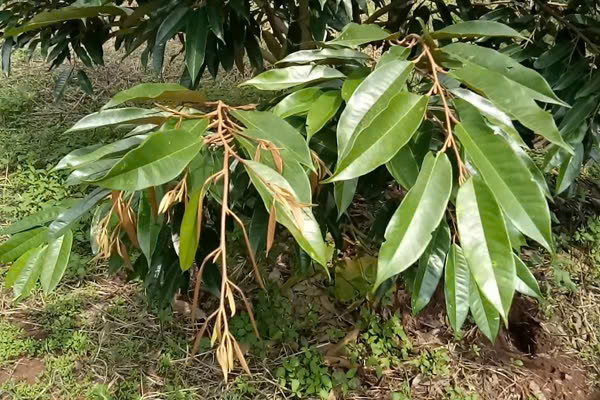 duong-coi-dot-sau-rieng