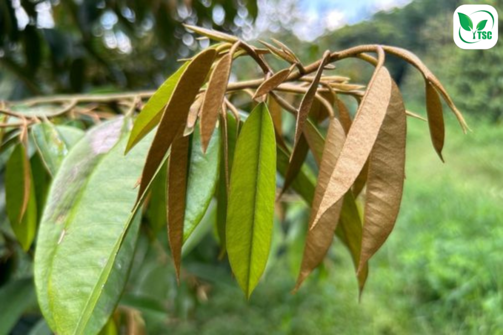coi-dot-sau-rieng-hinh-thanh