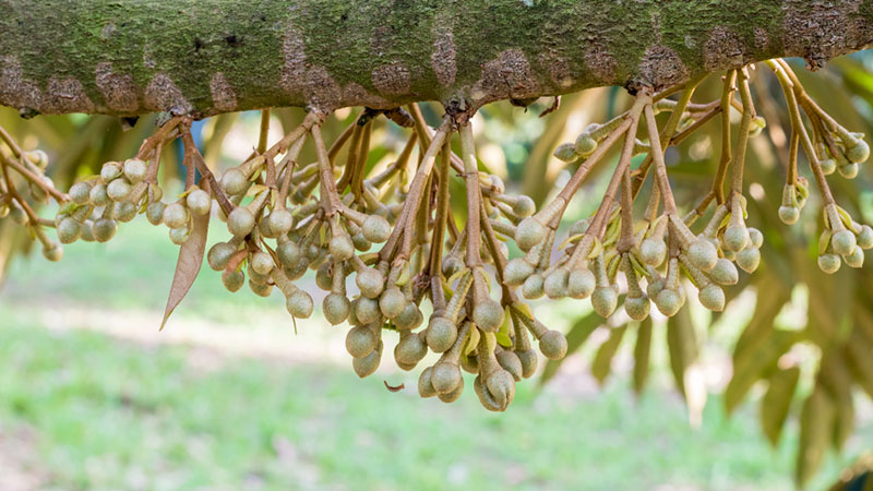 cham-soc-sau-rieng-giai-doan-ra-hoa-phan-bon-thuy-sy
