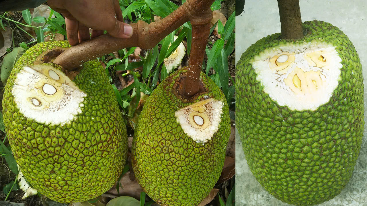 cach-ngan-ngua-mit-bi-so-den