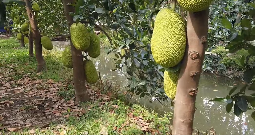 ve-sinh-vuon-phuc-hoi-cay-mit-sau-thu-hoach