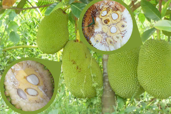 vi-khuan-va-nam-xam-nhap-khien-mit-bi-so-den