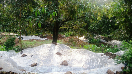xiet-nuoc-cham-soc-sau-rieng