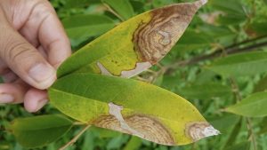 Quản lý sâu bệnh trên cây sầu riêng