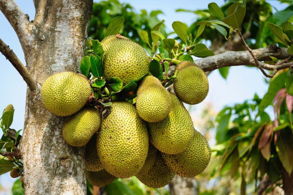 quy-trinh-phuc-hoi-cay-mit-sau-thu-hoach