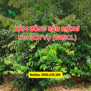 10 60 10 TE RA HOA Thụy Sỹ Kích Ra Hoa Đồng Loạt, Phát Hoa Dài, Đậu Trái Nhiều, Hạn Chế Đen Khô Hoa