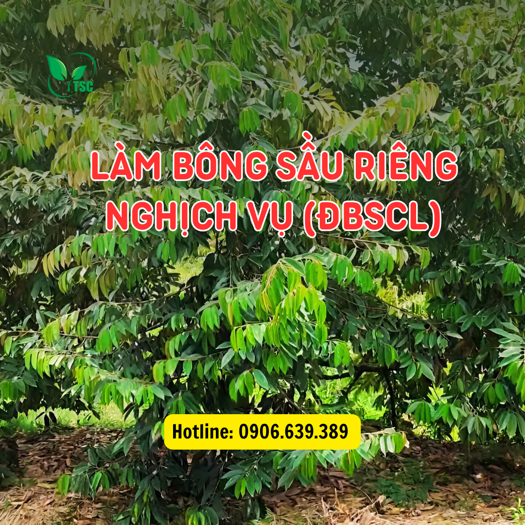 10 60 10 TE RA HOA Thụy Sỹ Kích Ra Hoa Đồng Loạt, Phát Hoa Dài, Đậu Trái Nhiều, Hạn Chế Đen Khô Hoa